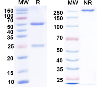 EBV/HHV-4 LMP1/BNLF1 Human Monoclonal Antibody