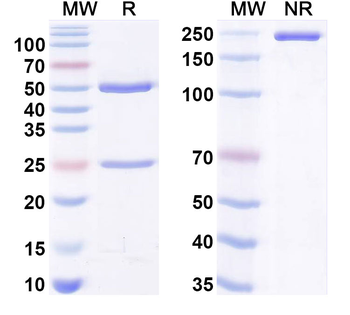 POSTN/OSF-2 Mouse Monoclonal Antibody