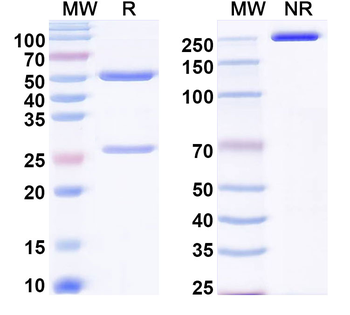 POSTN/OSF-2 Mouse Monoclonal Antibody