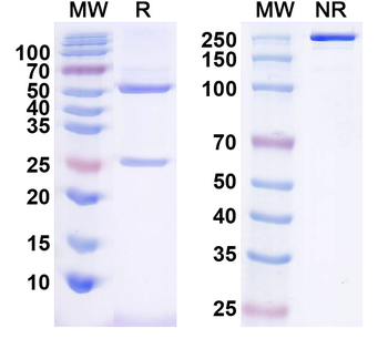 CD120b/TNFRSF1B/TNFR2 Mouse Monoclonal Antibody