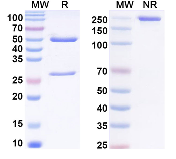 Phospho-PLC-γ Mouse Monoclonal Antibody