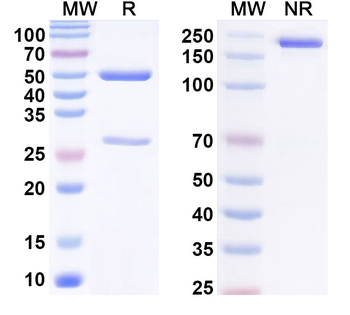 Phospho-HTRA2 Mouse Monoclonal Antibody