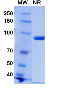 Phospho-γ-H2AX Mouse Monoclonal Antibody