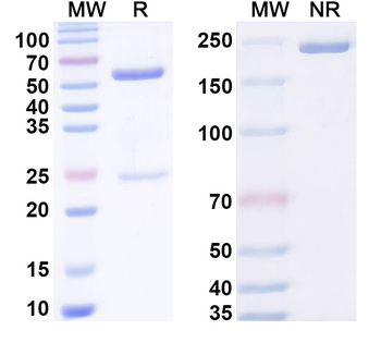 Phospho-Smad3 Mouse Monoclonal Antibody