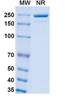 Monkeypox virus/MPXV H3L Mouse Monoclonal Antibody