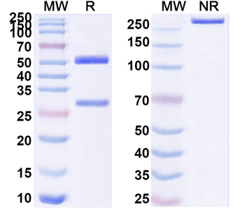 IL10 Mouse Monoclonal Antibody