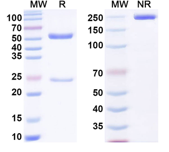 α-Gal Epitope (Galα1-3Galβ1-4GlcNAc-R) Mouse Monoclonal Antibody