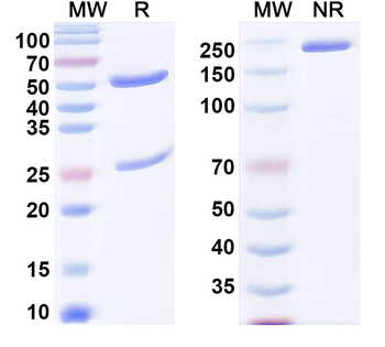 α-Gal Epitope (Galα1-3Galβ1-4GlcNAc-R) Mouse Monoclonal Antibody