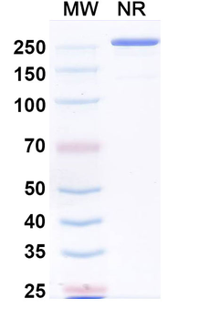 MMP14 Mouse Monoclonal Antibody