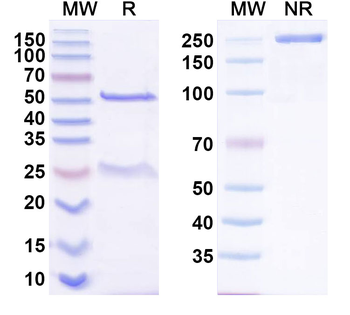 Phospho-AKT1 (pS212) Rat Monoclonal Antibody