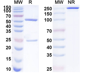 Phospho-AKT1 (pS473) Rat Monoclonal Antibody