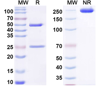 Citrullinated COL2A1 Mouse Monoclonal Antibody