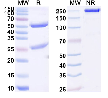 NGF/Beta-NGF Mouse Monoclonal Antibody