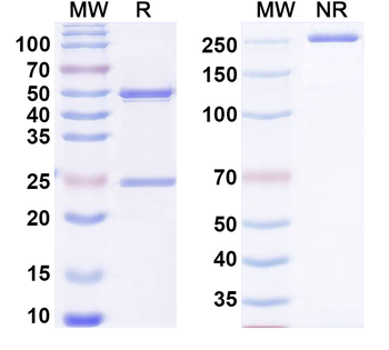 NGF/Beta-NGF Rat Monoclonal Antibody