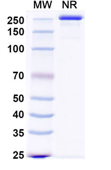 NGF/Beta-NGF Rat Monoclonal Antibody