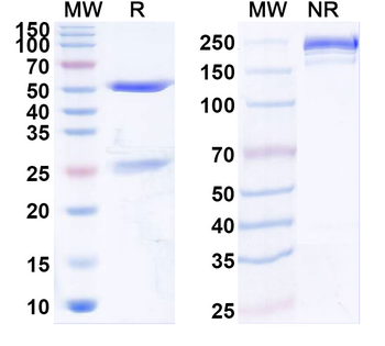 IL34 Mouse Monoclonal Antibody