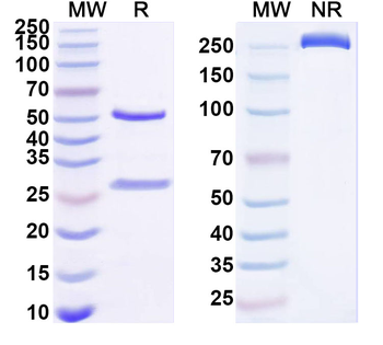 IL25/IL17E Mouse Monoclonal Antibody