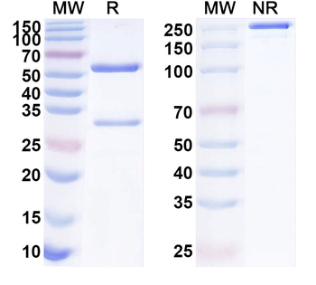 IL13 Mouse Monoclonal Antibody