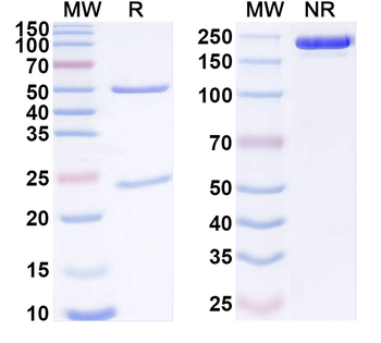 IL4 Rat Monoclonal Antibody