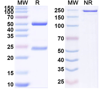 IFNG/IFN-gamma Rat Monoclonal Antibody