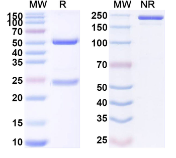 APOE Mouse Monoclonal Antibody