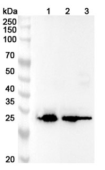 APOE Mouse Monoclonal Antibody
