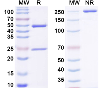TRPC1 Rat Monoclonal Antibody