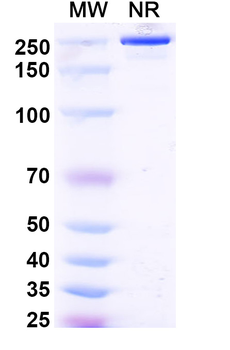 HMGB1 Rat Monoclonal Antibody