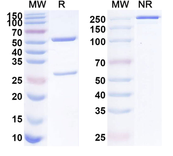 GPC1 Mouse Monoclonal Antibody