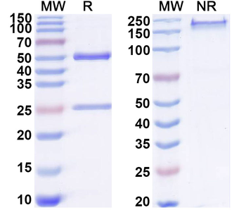 MMP9 Mouse Monoclonal Antibody
