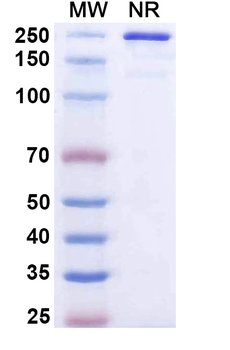 PCSK9 Rat Monoclonal Antibody