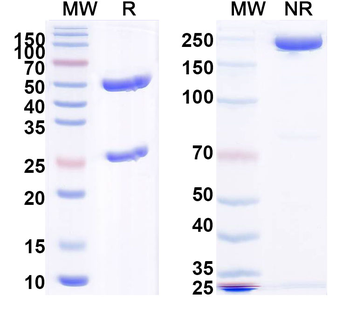 IFNG/IFN-gamma Human Monoclonal Antibody