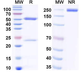 DNP/2,4-dinitrophenol Rat Monoclonal Antibody