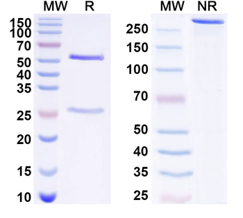 ADAMTS5 Mouse Monoclonal Antibody