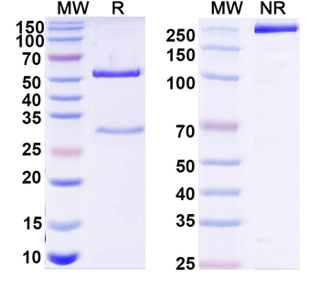 INHBA Human Monoclonal Antibody