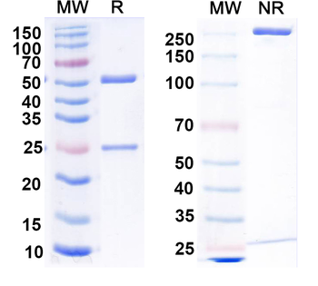 RABV G/Glycoprotein Mouse Monoclonal Antibody