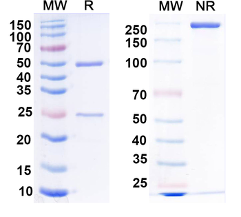RABV G/Glycoprotein Mouse Monoclonal Antibody