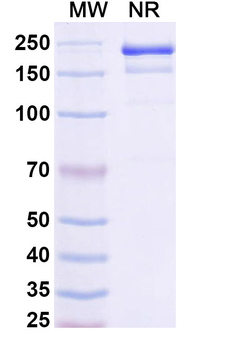 HCV NS1/gp68/gp70/Envelope glycoprotein E2 Human Monoclonal Antibody