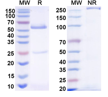 HRSV-A F/Fusion glycoprotein F0 Human Monoclonal Antibody