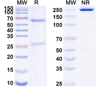 HRSV-A F/Fusion glycoprotein F0 Mouse Monoclonal Antibody
