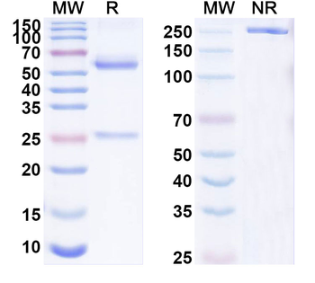 HRSV-A/BRSV F/Fusion glycoprotein F0 Human Monoclonal Antibody