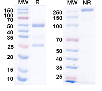 HeV/NiV Glycoprotein G Human Monoclonal Antibody