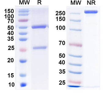 HeV/NiV Glycoprotein G Mouse Monoclonal Antibody