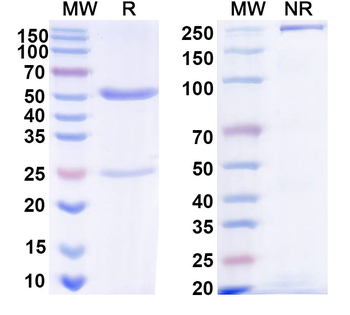 IL33 Mouse Monoclonal Antibody