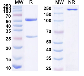DRD3 Mouse Monoclonal Antibody