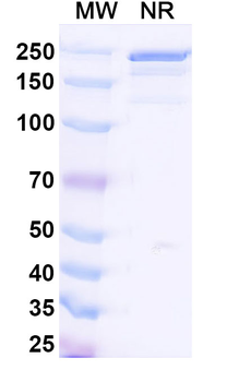 HLA-A2-peptide (SLLMWITQV) Complex Mouse Monoclonal Antibody
