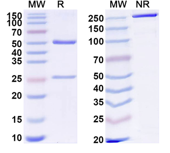 HLA-A2-peptide (SLLMWITQV) Complex Mouse Monoclonal Antibody