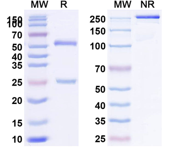 HLA-A1-peptide (EADPTGHSY) Complex Mouse Monoclonal Antibody