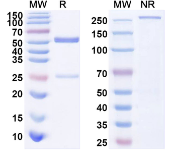 SARS-CoV-2 S Protein Human Monoclonal Antibody