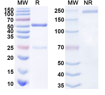 SARS-CoV-2 S Protein Human Monoclonal Antibody